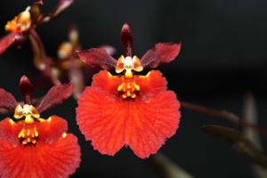 Tolumnia Jairak Firm