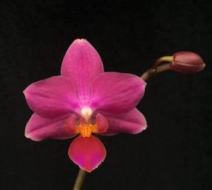 <i>Phalaenopsis</i> Pylo's Little Titan