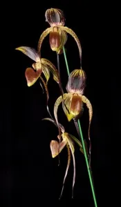 Paphiopedilum In-Charm Anita