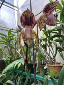 Paphiopedilum In-Charm Anita