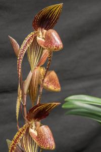 Paphiopedilum In-Charm Anita