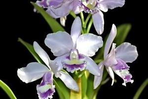 Rhyncattleanthe Hsinying Bluejay