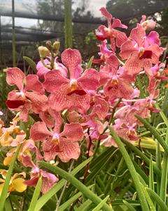 Papilionanda Aileen Chew