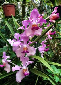 Papilionanda Aileen Chew