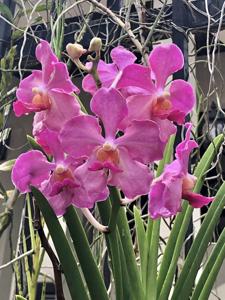 Papilionanda Aileen Chew