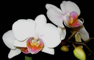 <i>Phalaenopsis</i> Angel's Delight
