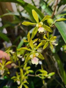<i>Encyclia</i> Wes Higgins