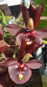 Catasetum Dagny