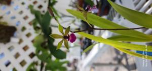 <i>Encyclia</i> Isle of Skye