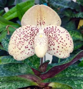 Paphiopedilum wenshanense