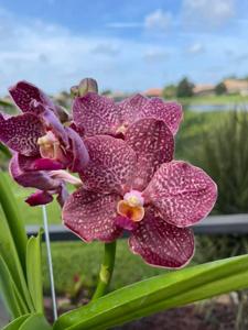 <i>Vanda</i> Smiley's Charm