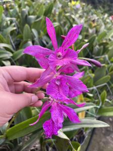 Guarvolclia Pingtung Wang's Knight