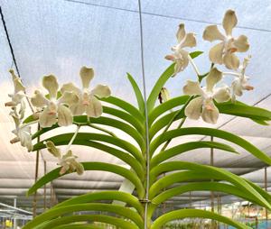 Vanda Doctor Goh Keng Swee