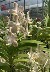 Vanda Doctor Goh Keng Swee