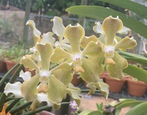 Vanda Doctor Goh Keng Swee