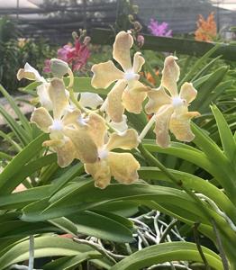Vanda Doctor Goh Keng Swee