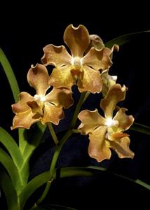 Vanda Doctor Goh Keng Swee