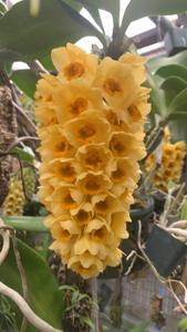 Dendrobium Cream Cascade