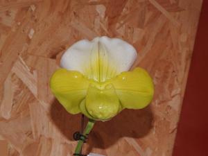 Paphiopedilum Cocoa Yard Festival