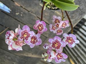 Sarcochilus Kulnura Songbird