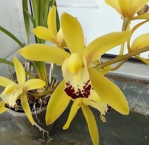 <i>Cymbidium</i> Fire on the Mountain