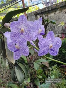 Vanda Chulee Classic