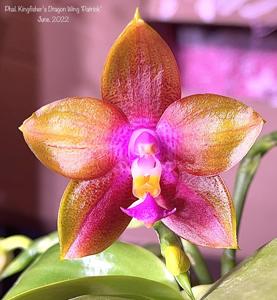 <i>Phalaenopsis</i> Kingfisher's Dragon Wing