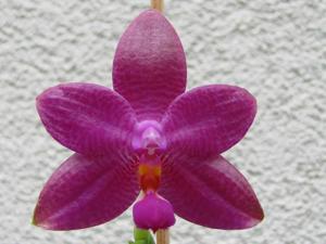 <i>Phalaenopsis</i> Lim Hock Siong