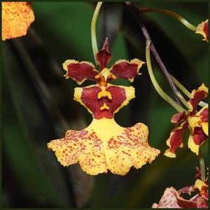 Comparumnia Jiaho Butterfly