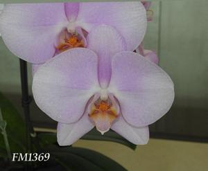 Phalaenopsis Fangmei Pink Puff