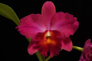 Cattleya Nancy Ann