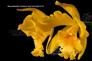 Rhyncattleanthe Haw Yuan Gold