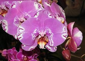 <i>Phalaenopsis</i> Fuller's 3545