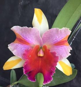 <i>Rhyncholaeliocattleya</i> Amazing Thailand