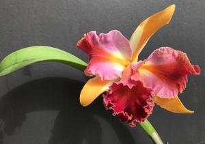 Rhyncholaeliocattleya Amazing Thailand