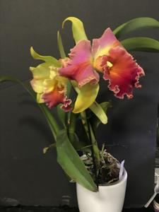 Rhyncholaeliocattleya Amazing Thailand