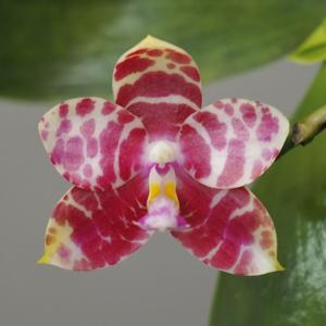 Phalaenopsis KS Super Zebra