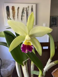 <i>Cattleya</i> Mem. Fred Brush