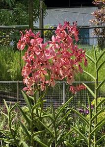 Mayara Ambrosian Cherubim