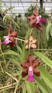 Vanda Emrys Chew