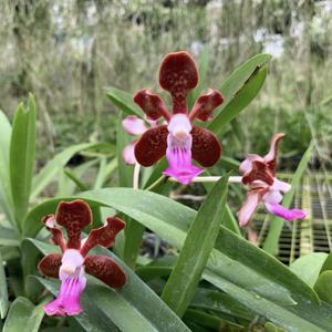 Vanda Emrys Chew