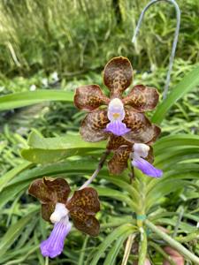 Vanda Emrys Chew