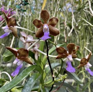 Vanda Emrys Chew