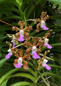 Vanda Emrys Chew