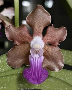 Vanda Emrys Chew