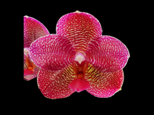 Phalaenopsis Zheng Min Gemini