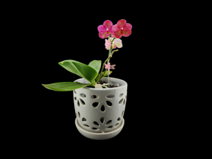 Phalaenopsis Zheng Min Gemini