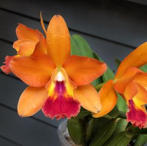 Rhyncattleanthe Lover Boy