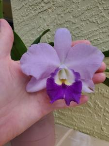 Cattlianthe Busy Bev