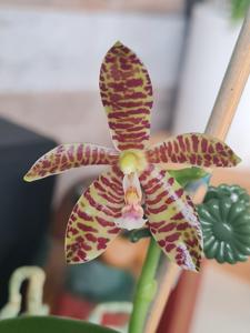 <i>Phalaenopsis</i> Milnek